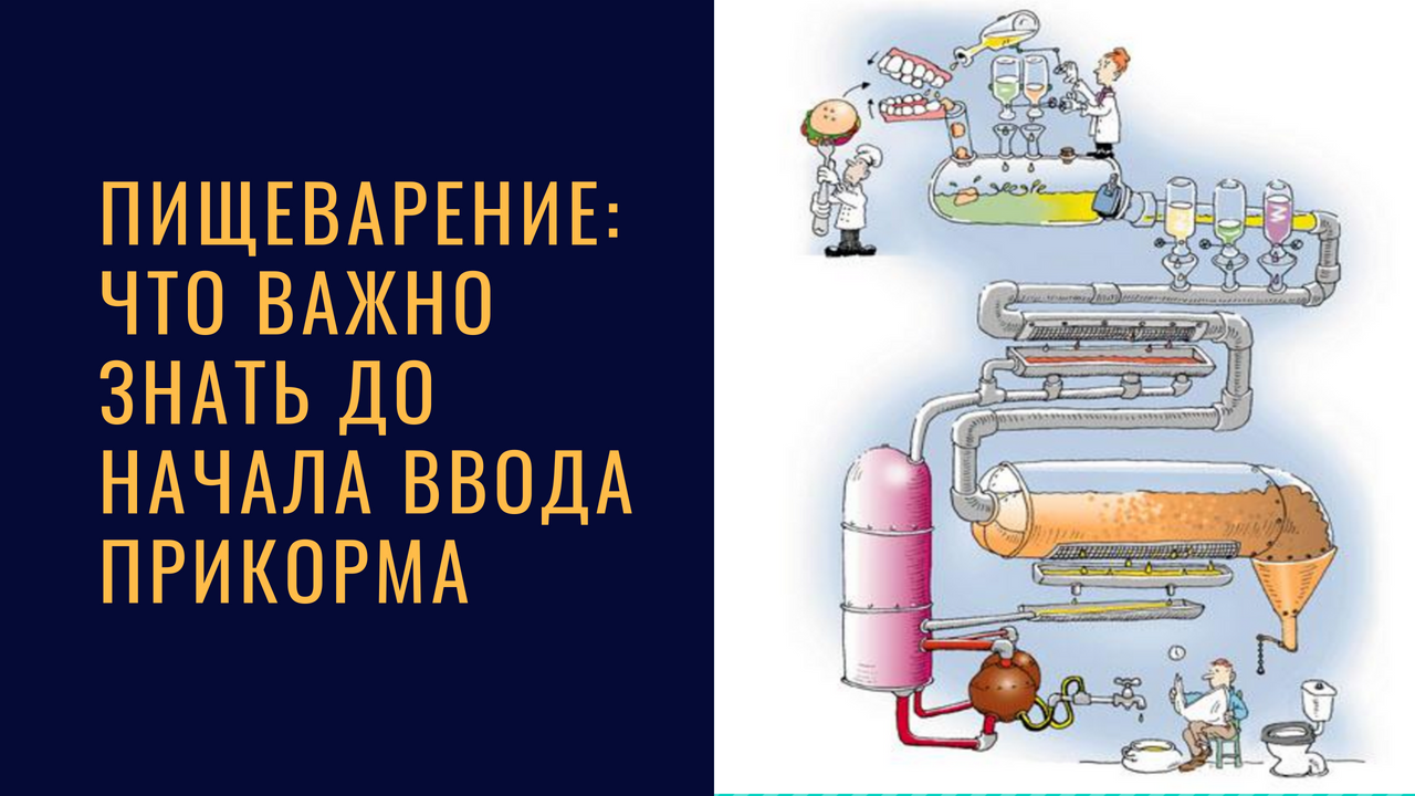 Пищеварение: что важно знать до начала ввода прикорма